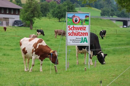 Un cartel electoral de la iniciativa popular “No a una Suiza de 10 millones” del derechista Partido Popular Suizo (SVP) aparece en un campo de pastoreo de vacas en Villnachern